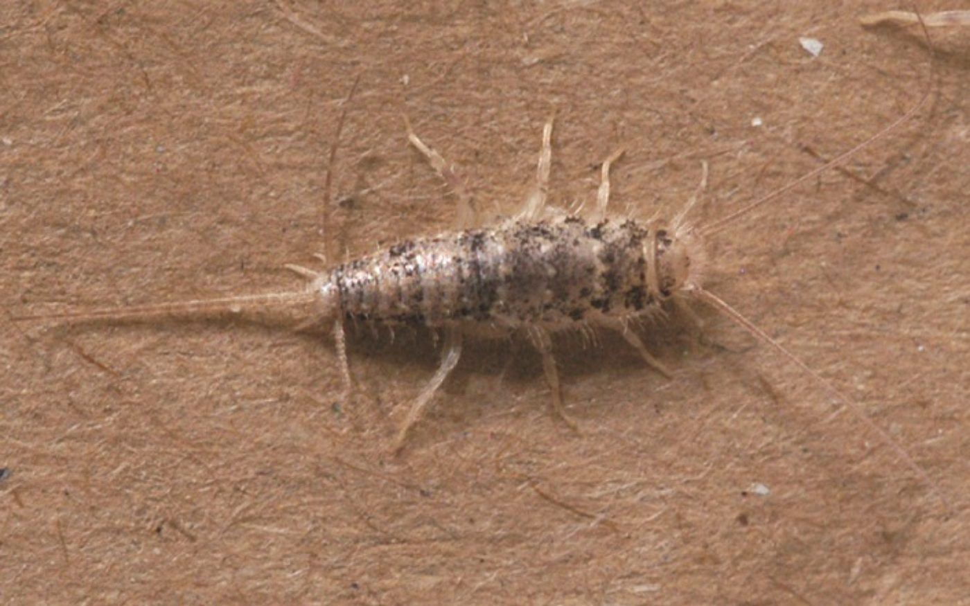 Firebrat, Thermobia domestica